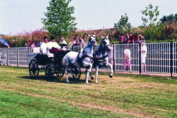 slike-arhiva-2012-ergela-bulic-surcin026207CBEFF-AB7B-3FC1-95F1-393419EE7A98.jpg