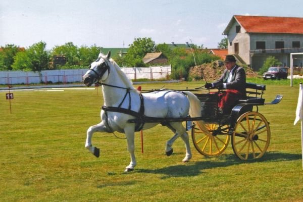 slike-arhiva-2013-ergela-bulic-surcin002FD5EFFC2-5931-D13B-4E16-7790A736F512.jpg