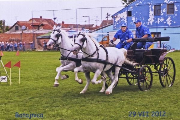 slike-arhiva-2013-ergela-bulic-surcin004F7B93EA5-0B0E-415B-CDEC-3B41DAD30A6F.jpg