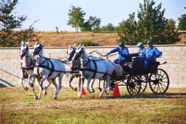 slike-arhiva-2013-ergela-bulic-surcin00672E5A3EC-B3CD-D921-88CB-922D357DC557.jpg