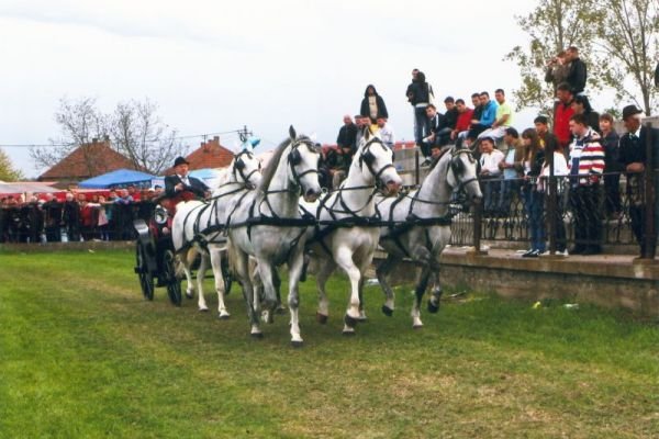 slike-arhiva-2013-ergela-bulic-surcin0209C8A9DCE-4FFF-CDA4-301D-21F193A4F0B6.jpg